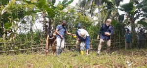 Wujudkan Ketahanan Pangan Nasional, Di BoneBol Hamim Galakkan Penanaman Jagung