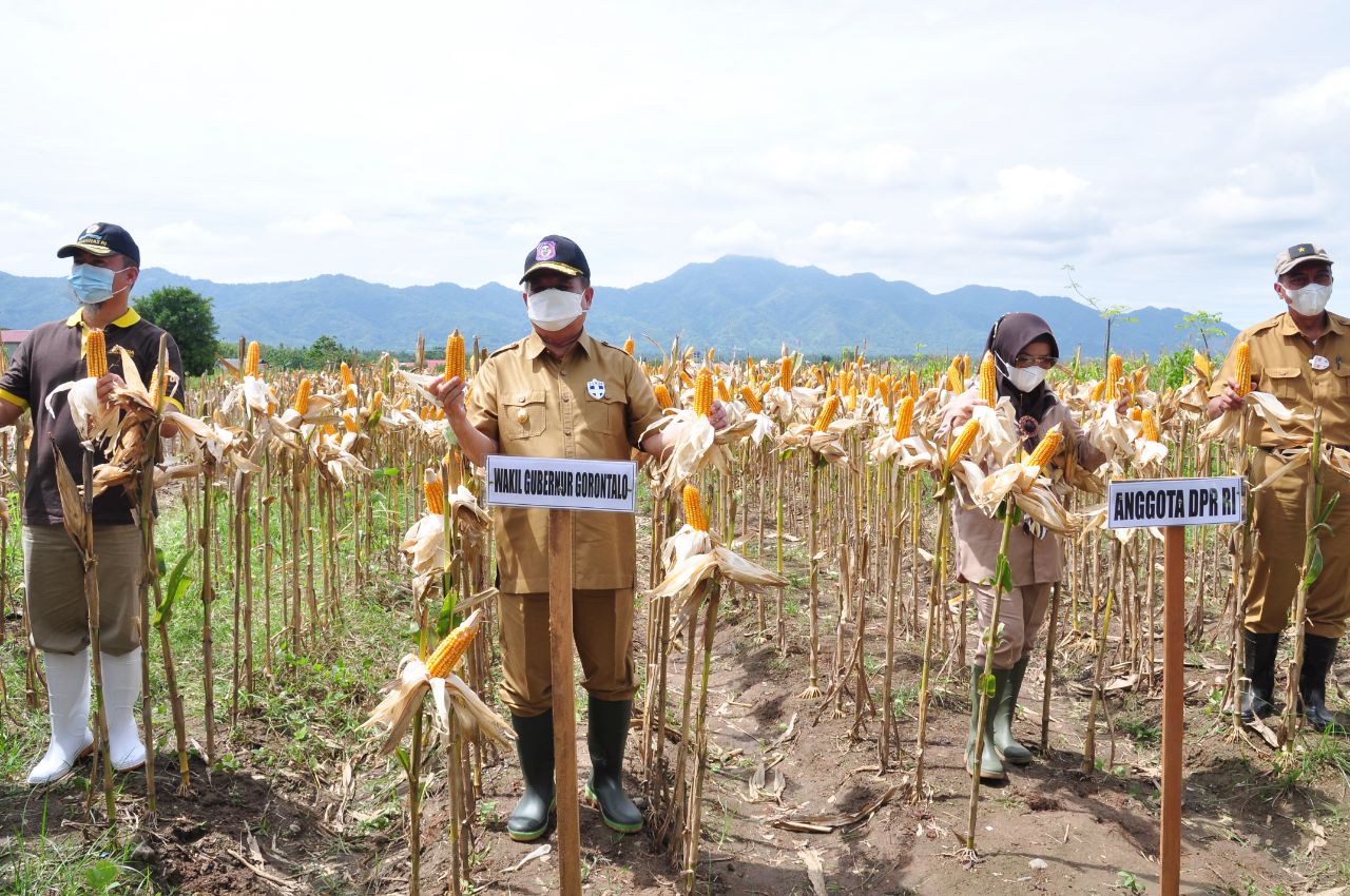 Koperasi-ASN-Bapppeda-Panen-Jagung-Perdana-Idris-Ini Patut-Jadi-Contoh-himpun.id-