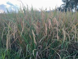 Politik Iklim dan Kreativitas Petani Padi di Indonesia