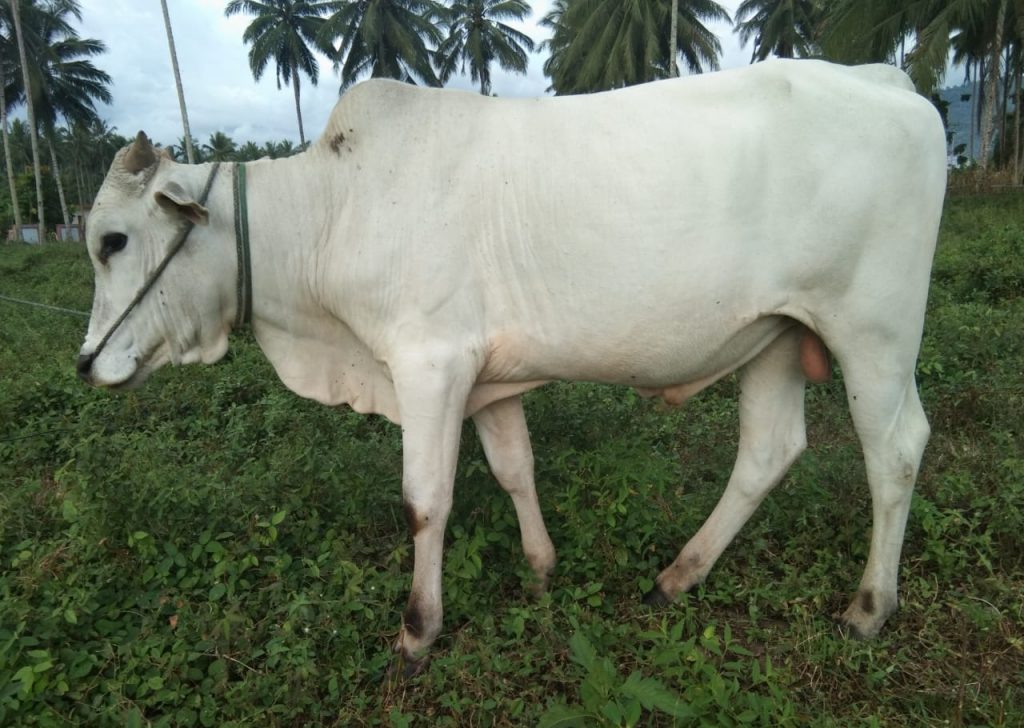 Jelang Idul Adha, Distankan Akan Lakukan Pemeriksaan Hewan Kurban