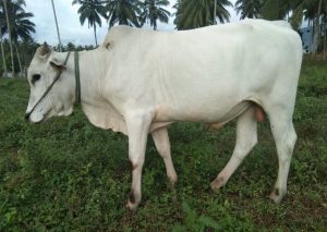 Jelang Idul Adha, Distankan Akan Lakukan Pemeriksaan Hewan Kurban