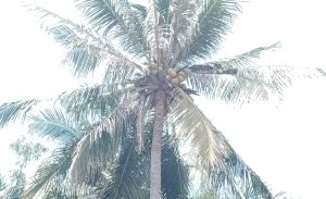 Manfaat Kelapa dari Buah Sampai Akar