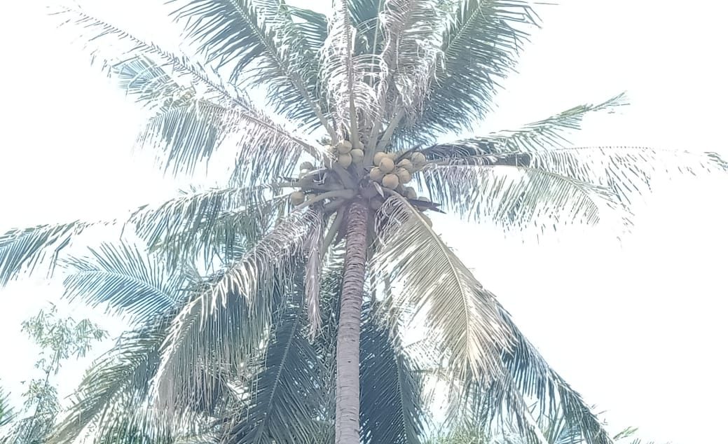 Ilustasi pohon kelapa