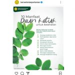 Manfaat Daun Katuk untuk Kesehatan