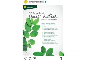 Baca Yuk! Manfaat Daun Katuk untuk Kesehatan