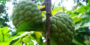 7 Manfaat Buah Srikaya untuk Kesehatan