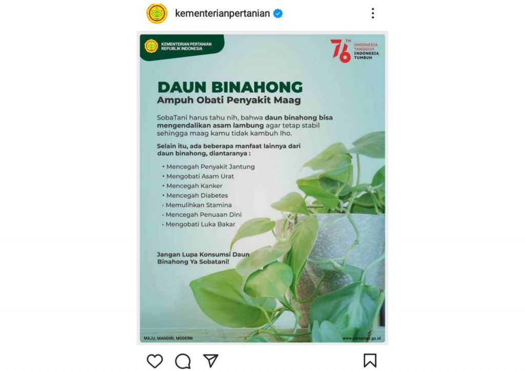 Manfaat Daun Binahong: Ampuh Obati Penyakit Maag