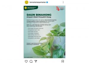 Manfaat Daun Binahong: Ampuh Obati Penyakit Maag