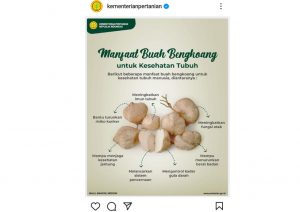 Manfaat Buah Bengkoang untuk Kesehatan Tubuh