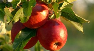Yuk Lihat Manfaat Apel Merah!