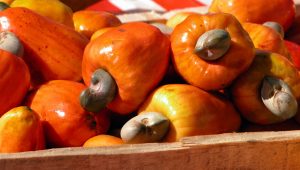 Manfaat Jambu Mete, Salah Satunya Mengobati Berbagai Penyakit Kulit