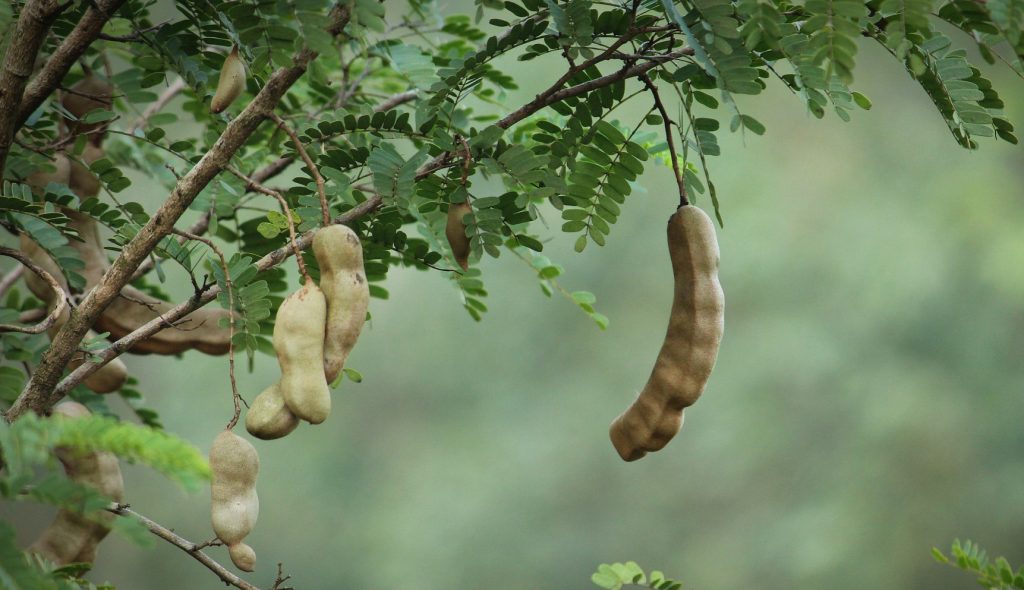 Manfaat Asam Jawa Bagi Kesehatan Tubuh