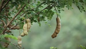 Manfaat Asam Jawa Bagi Kesehatan Tubuh