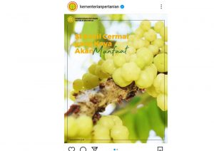 Siapa Sangka, Banyak Manfaat Buah Cermai, Yuk Lihat!