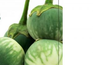 Khasiat Terung Gelatik Si Terung Lalapan