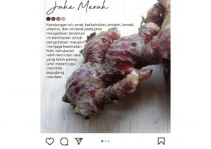 Yuk Lihat! Segudang Manfaat Jahe Merah