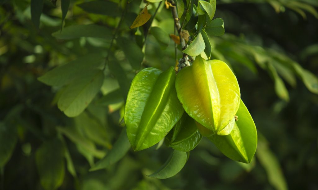Manfaat Buah Belimbing, Apa Saja?
