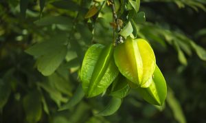 Manfaat Buah Belimbing, Apa Saja?