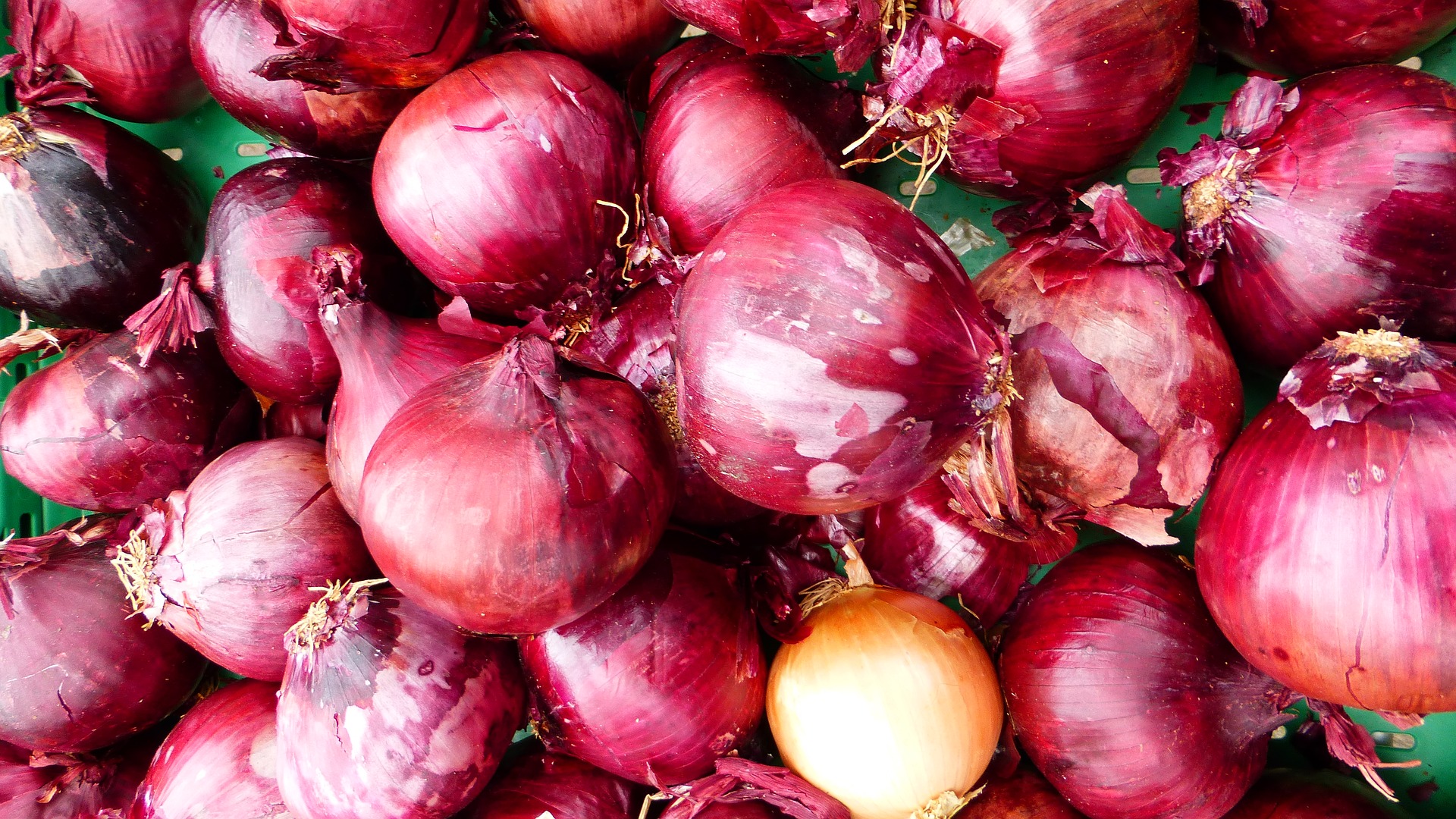Ilustrasi bawang merah Pixabay/RENE RAUSCHENBERGER