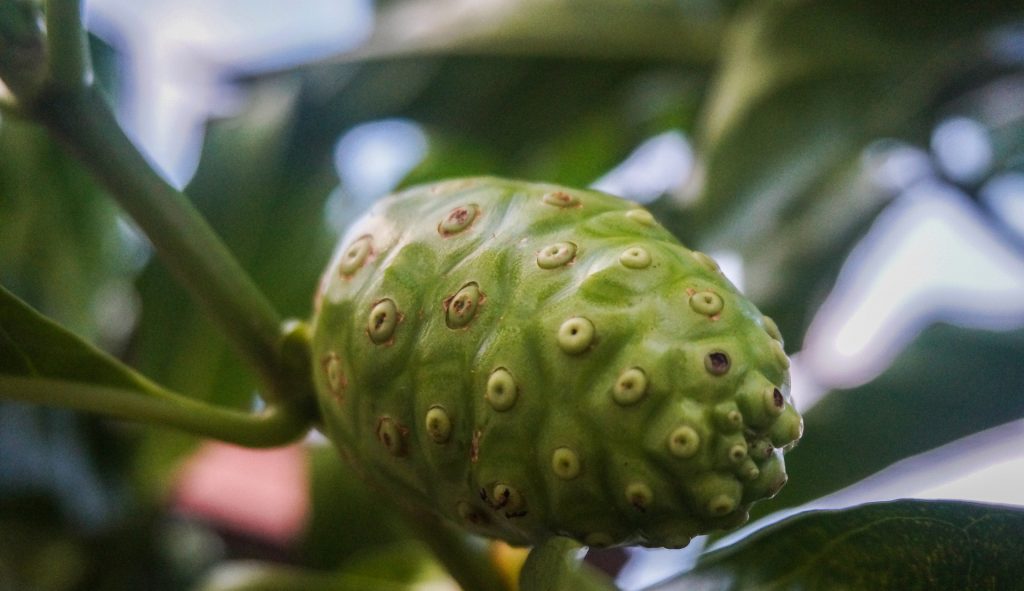 Manfaat Buah Mengkudu: Mencegah Kanker juga Mengurangi Stres