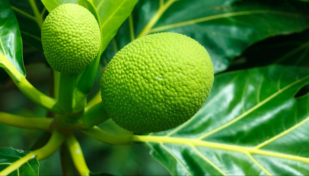 Manfaat Buah Sukun, Yuk Lihat!