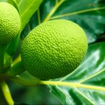 /Ilustrasi buah sukun Pixabay/PublicDomainPictures