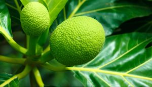 Manfaat Buah Sukun, Yuk Lihat!