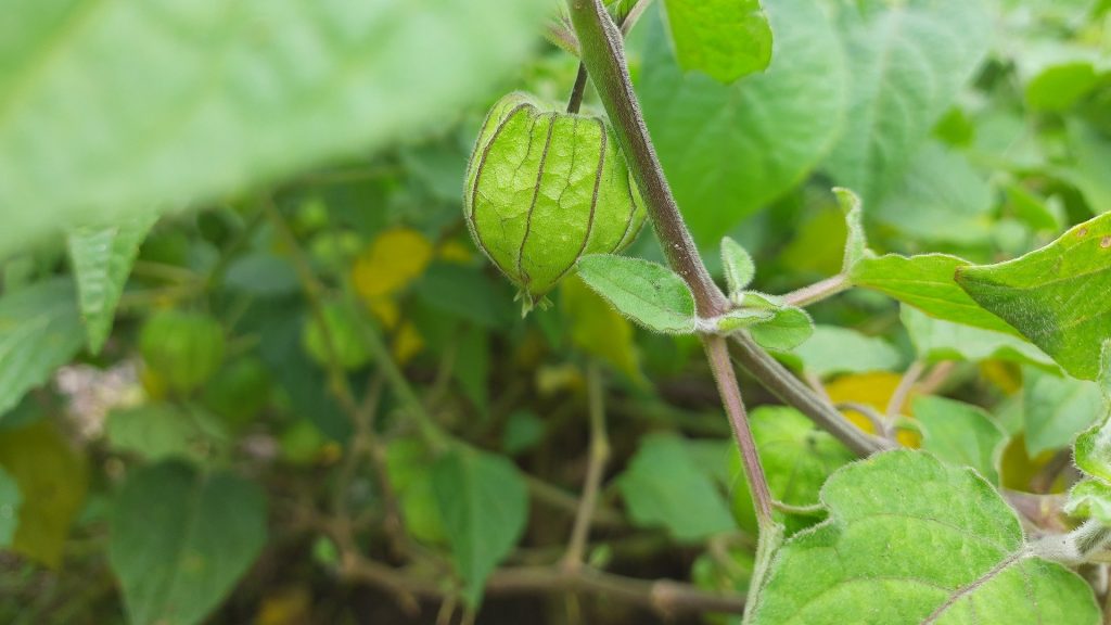 Bentengi Rumah dengan Tanaman Obat