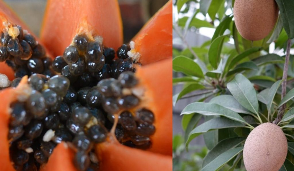 Manfaat Buah Pepaya dan Buah Sawo untuk Kesehatan Tubuh