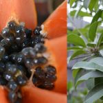 Manfaat Buah Pepaya dan Buah Sawo,