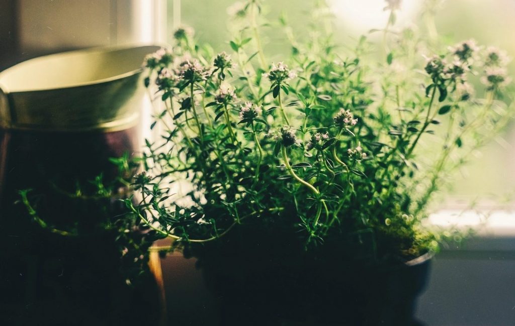 Ternyata ini Manfaat Tanaman di Dalam Ruangan Rumah