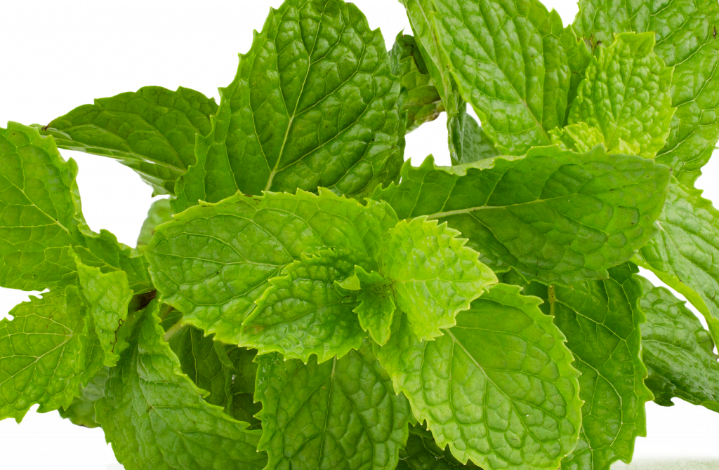 Khasiat Daun Mint untuk Kesehatan
