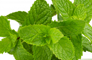Khasiat Daun Mint untuk Kesehatan