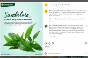 Lihat Yuk! Manfaat Sambiloto untuk Kesehatan