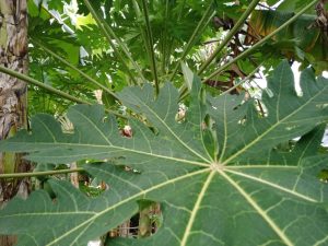 Ketahuilah Manfaat Daun Pepaya, Bisa Mencegah Kanker Salah Satunya