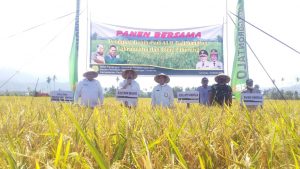 Waktu Penen 80 Hari, Hamim Ajak Petani Coba Benih Padi Varietas