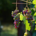 buah anggur Pixabay/congerdesign