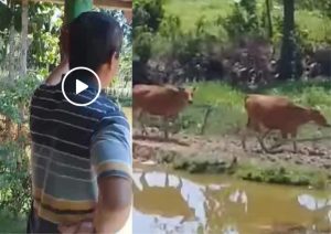 Viral, Sapi Nurut di Perintahkan oleh Tuannya Pulang