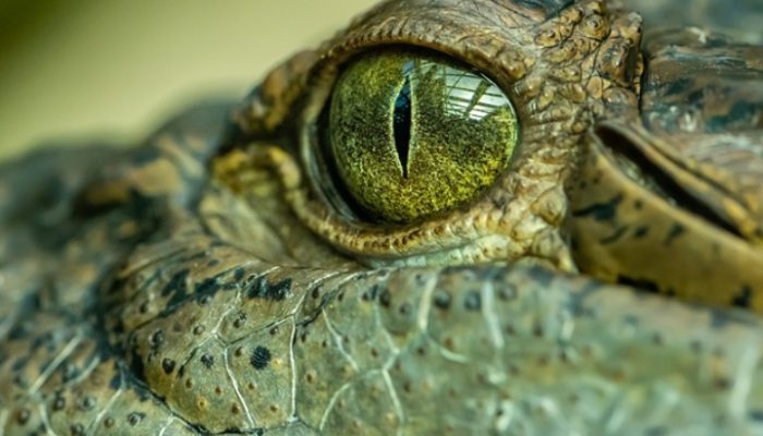 2 Warga Bolsel Diterkam Buaya