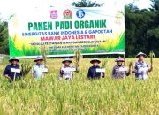 Panen Padi Organik, Risman Apresiasi Kerja Keras Para Petani