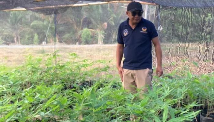 Arman Naway Tinjau Demplot Bambu Petung di Boalemo, Siap Ditanam Bersama Rachmat Gobel