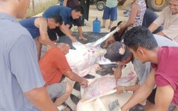 Wujud Kepedulian, Meski Belum Beroperasi PT Hartaka Daya Nusantara Sumbang 2 Ekor Sapi Kurban
