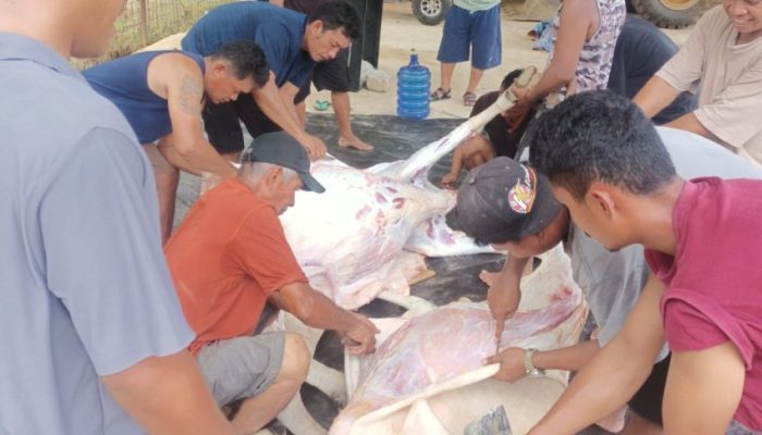 Wujud Kepedulian, Meski Belum Beroperasi PT Hartaka Daya Nusantara Sumbang 2 Ekor Sapi Kurban